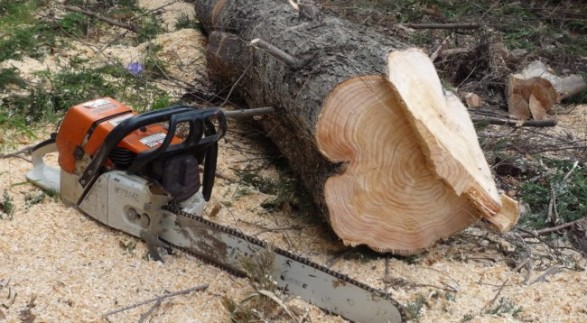 Shqipëria ndalon për 10 vjet prerjen e pyjeve - Albinfo