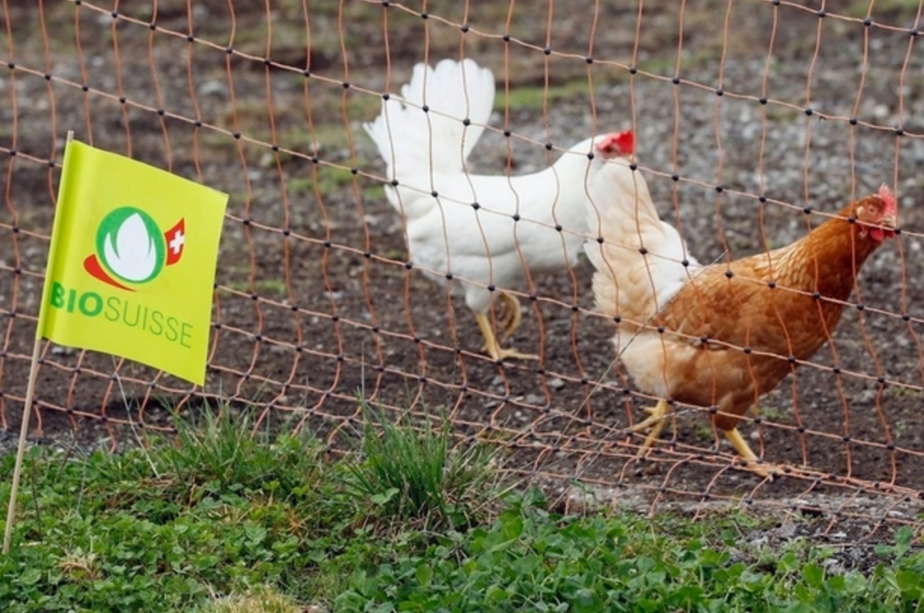 Masat kundër gripit të shpendëve hiqen nga 1 prilli