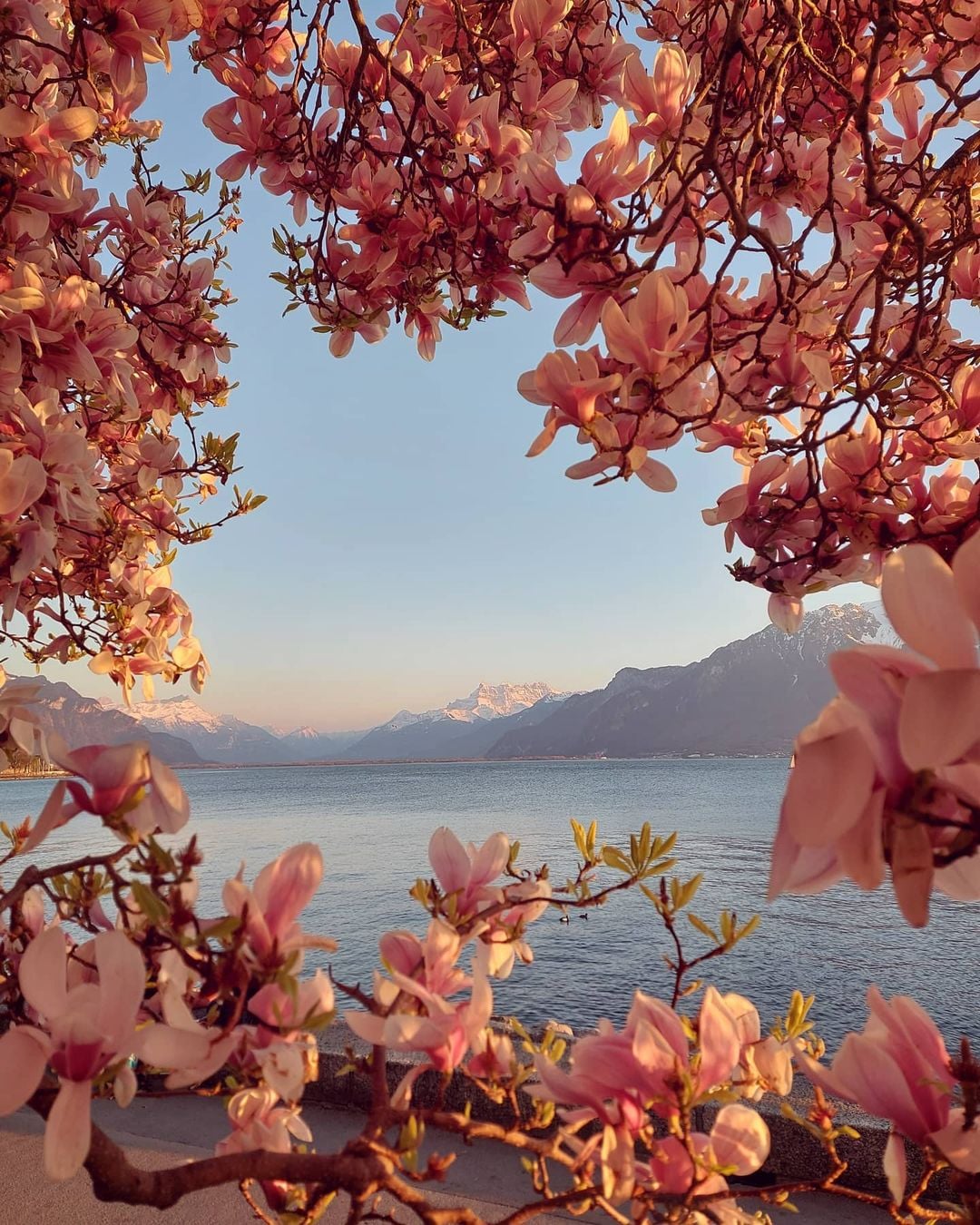Dhjetë imazhe të bukura të Zvicrës në pranverë - Albinfo