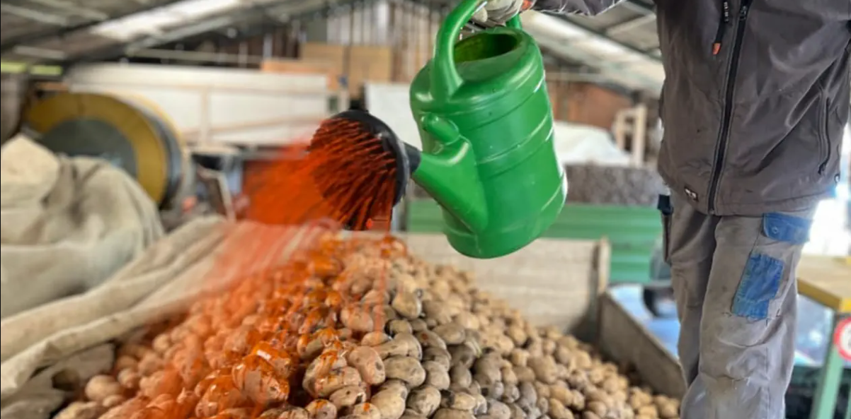 Pse fermerët zviceranë i ngjyrosin patatet për ushqim të kafshëve 