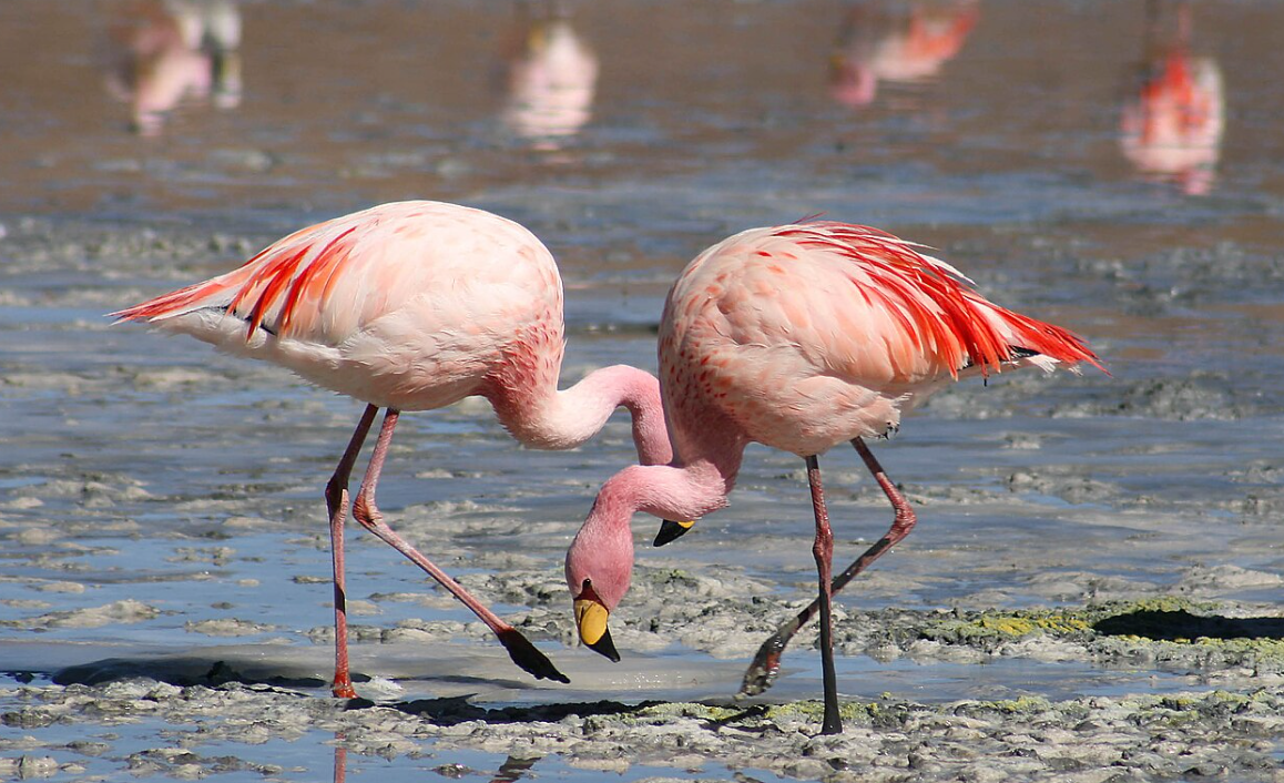 Një rast i ri i gripit të shpendëve në kantonin e Cyrihut