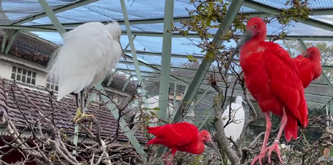 Zvicra shtrin masat kundër gripit të shpezëve në gjithë vendin