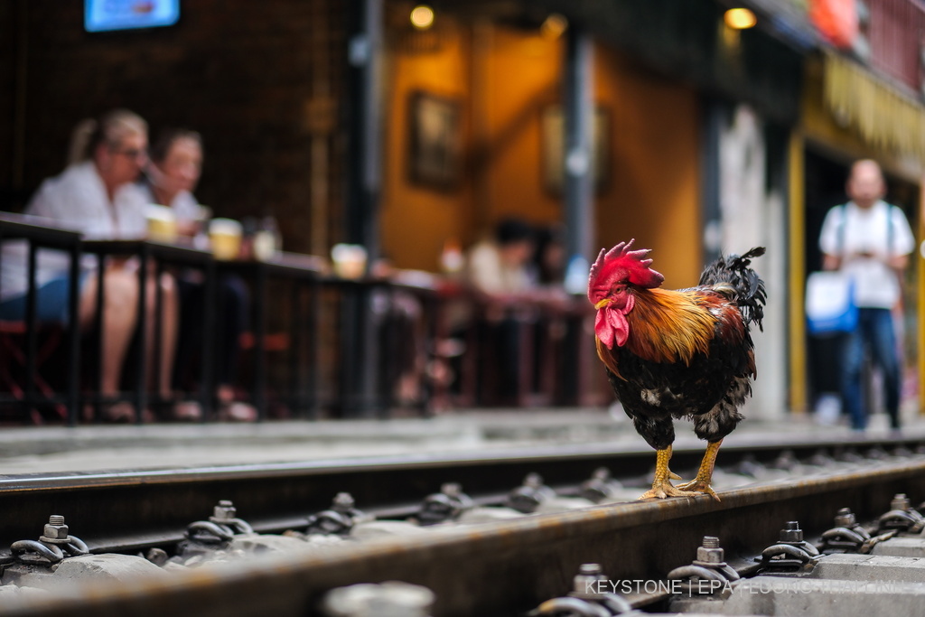 Zvicër  Banorët përplasen për gjelat  lopët dhe kamionin e qumështit